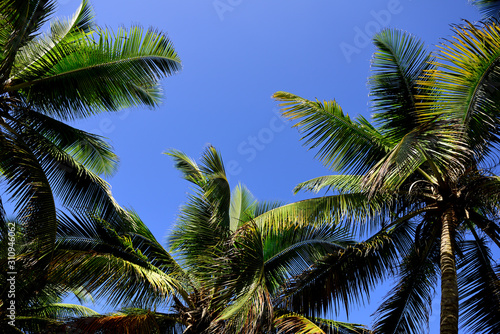 Coconut trees, tropical island, clear blue cloudless sky, Puerto Rico