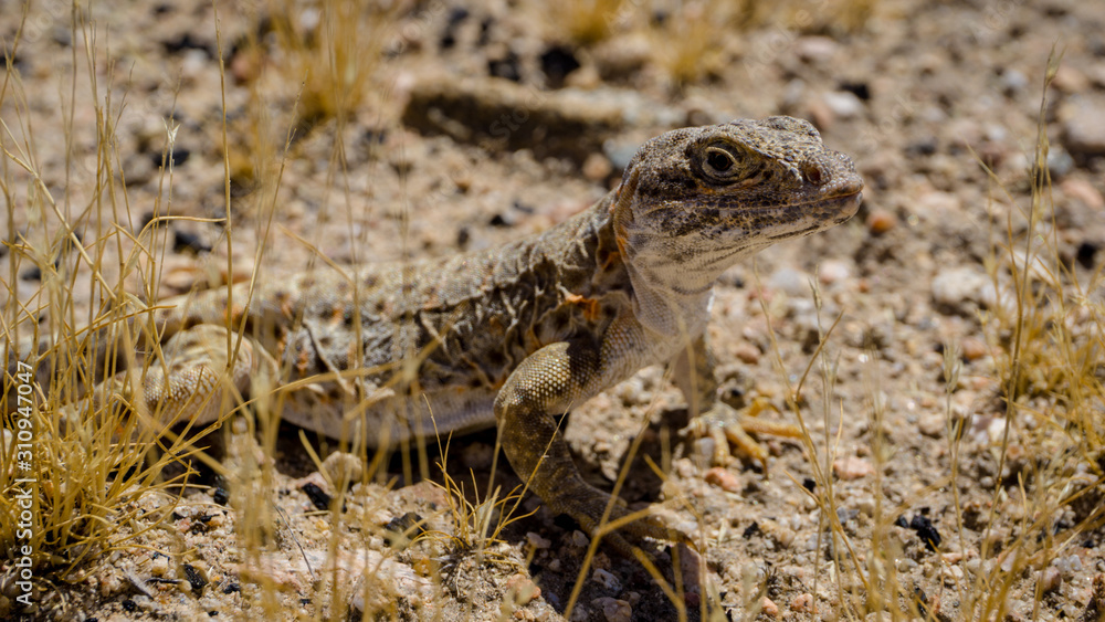 Mojave fringe-toed lizard in the Mojave desert, USA Mojave fringe-toed lizard in the Mojave desert, USA
