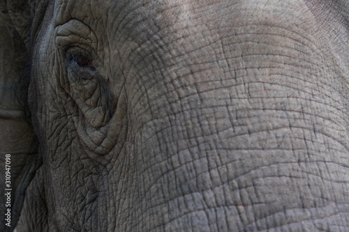 The eye of an Asian Elephant up close