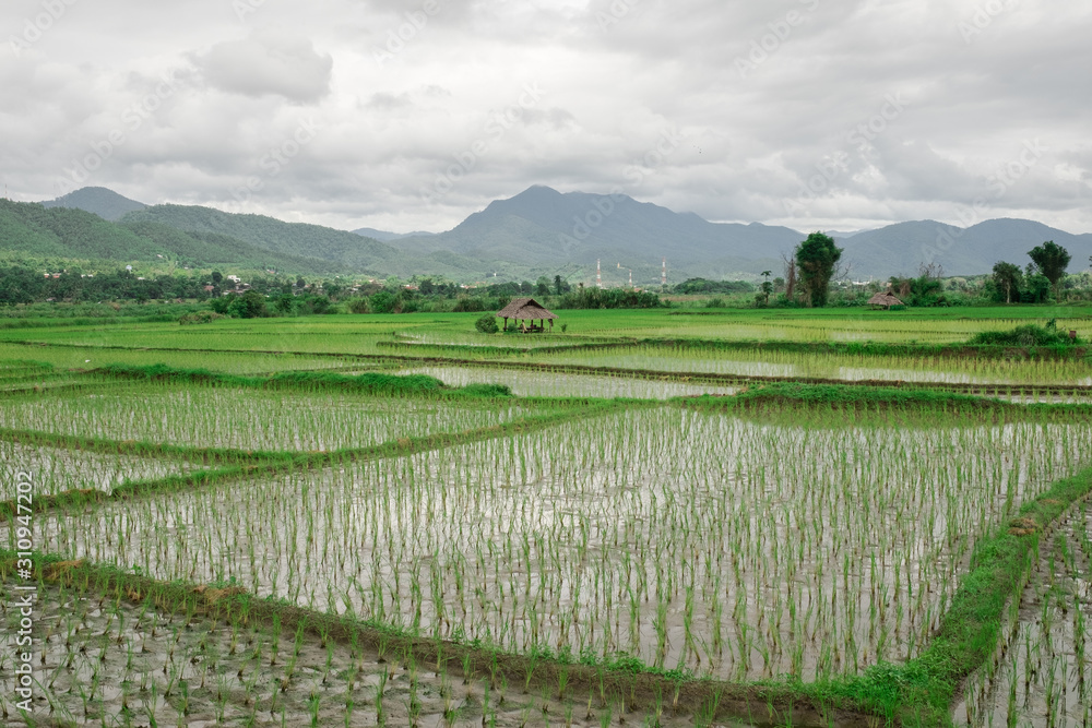 Traditional rice field in Northern Thailand on a cloudy day
