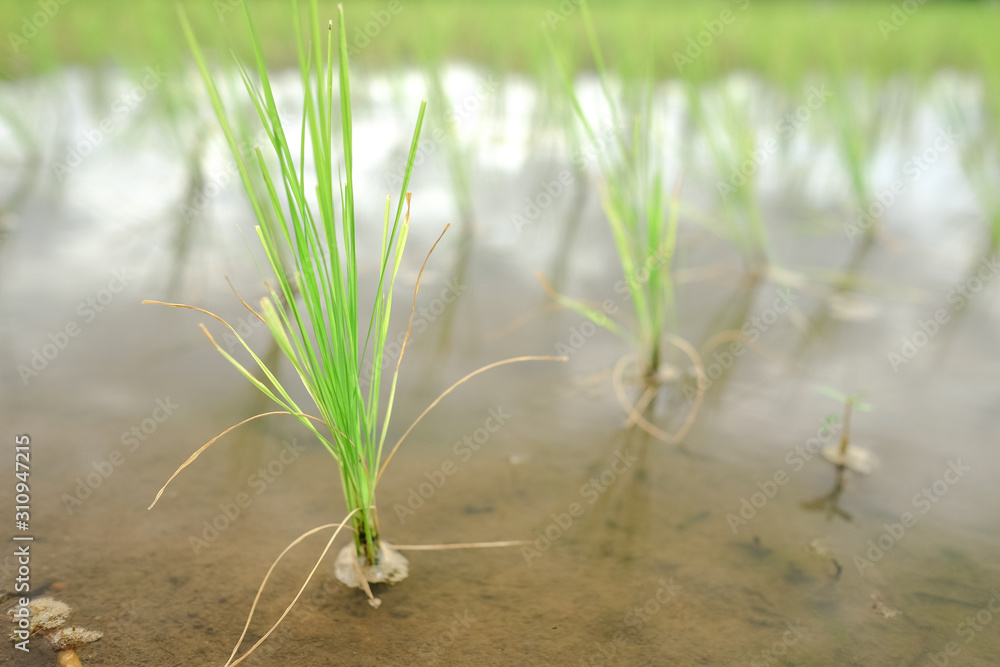 Obraz premium Traditional rice field up close in Northern Thailand on a cloudy day