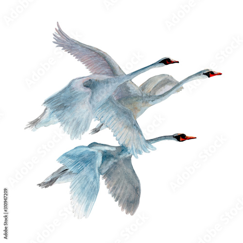 Swans isolated on white background. Watercolor. Illustration. 