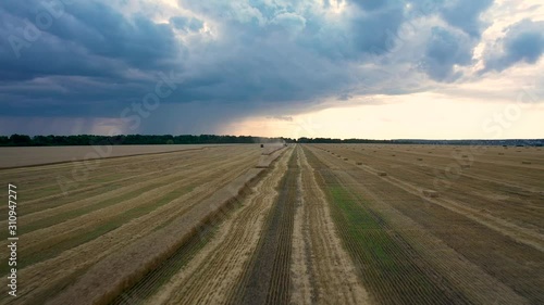 harvester harvests wheat during the impending storm and rain, the tractor is waiting for the grain