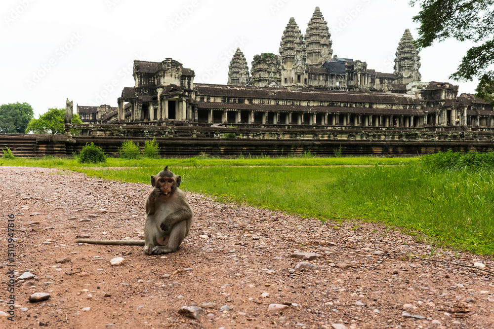 Monkey waiting on the path to Angkor Wat Temple