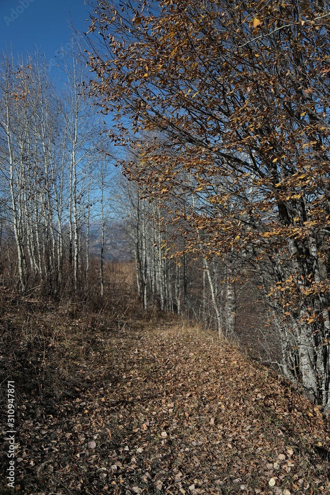 Obraz premium Mountain forest village in autumn. Autumn mountain village view