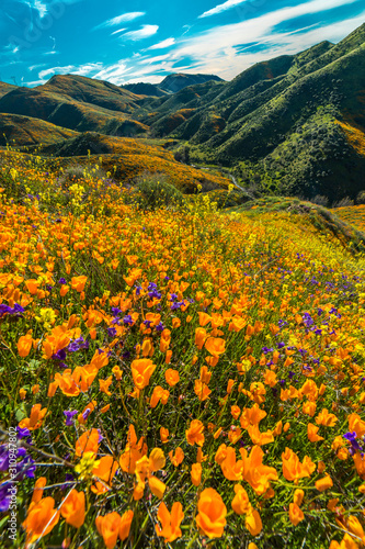 Konstfotografi MARCH 15, 2019 - LAKE ELSINORE, CA, USA - Super Bloom California Poppies in Wa