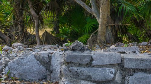Iguana in front of the maya ruins in Tulum, Yucatan, Mexico