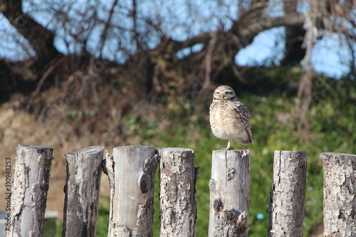 owl