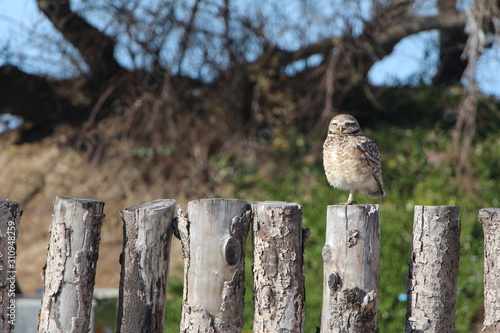 owl