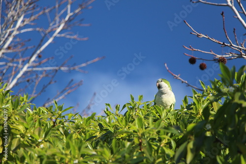 parrot