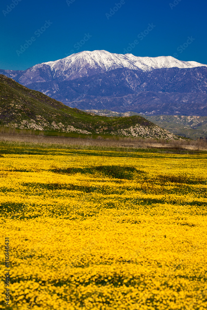 MARCH 14, 2019 - RIVERSIDE COUNTY, CALIFORNIA, USA - Field of Yellow Flowers and San Bernadino Snowcapped Mountains near Hemet, California