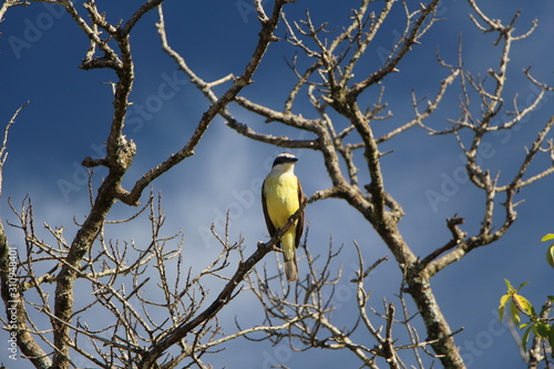 bird on a branch