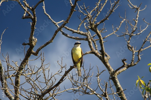 bird on a branch