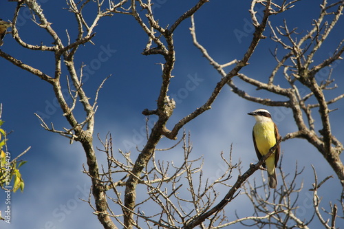 bird on branch