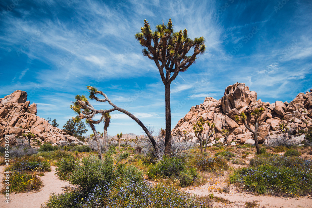 Joshua trees in the Joshua Tree National Park, California, USA Joshua trees in the Joshua Tree National Park, California, USA