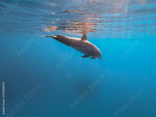 A spinner Dolphin in Brayka Bay  Red Sea  Egypt