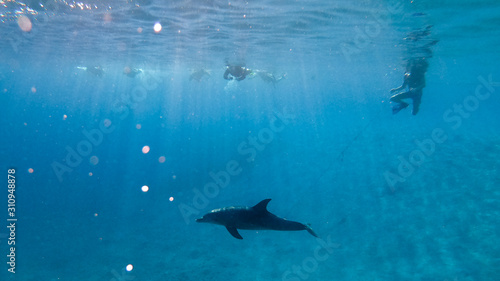 A spinner Dolphin deep down in Brayka Bay, Red Sea, Egypt © Tom H