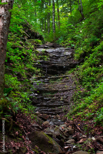 Wild stairway from stones and rocks, leading into the green forest.