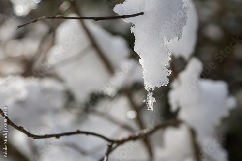 A piece of ice hangs from the branches of a tree. Winter nature.