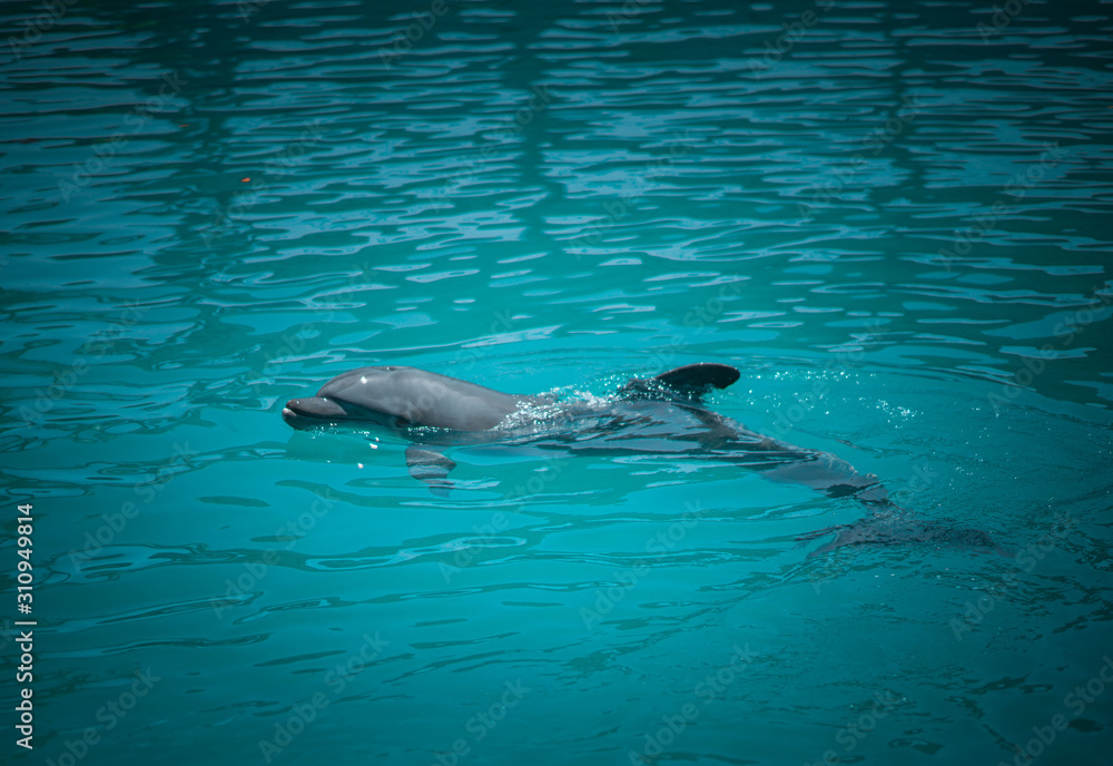 Obraz premium dolphins aquatic sea animal pool fish underwater navy blue dolphin fin