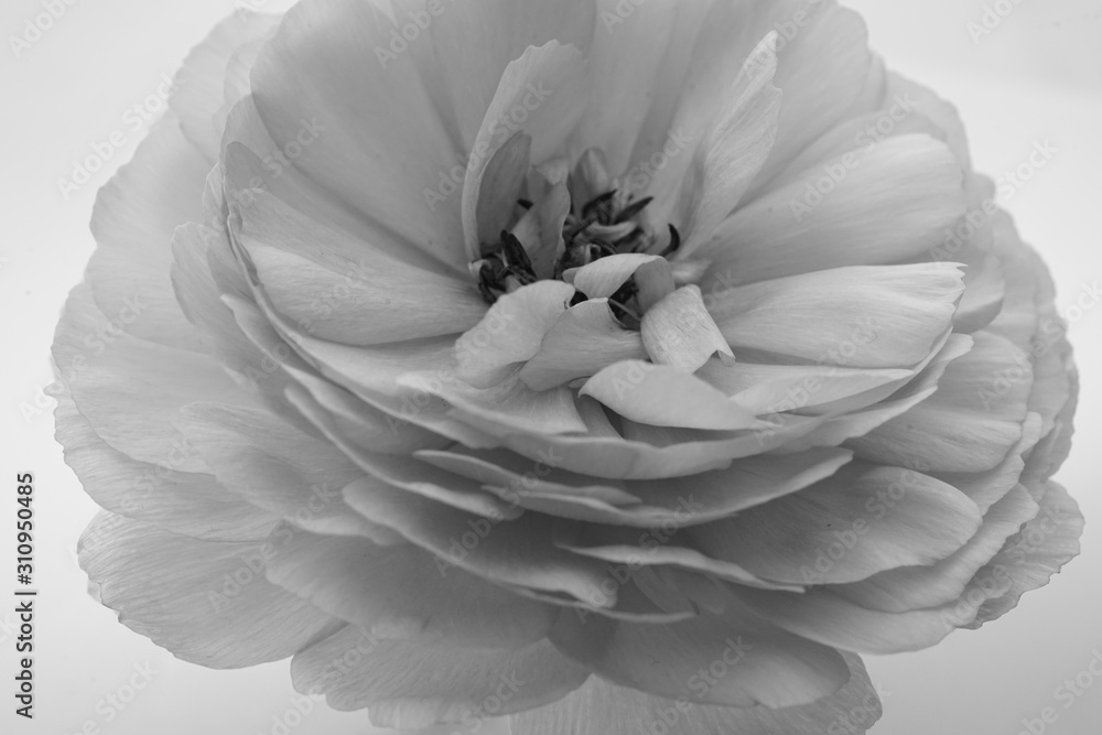 シャクヤク 芍薬 花 ピンク クローズアップ 一輪 白バック 白背景 白黒 モノクロ Stock Photo Adobe Stock
