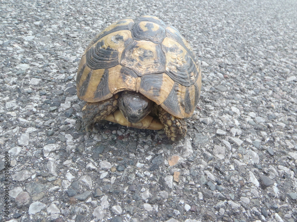Obraz premium tortoise