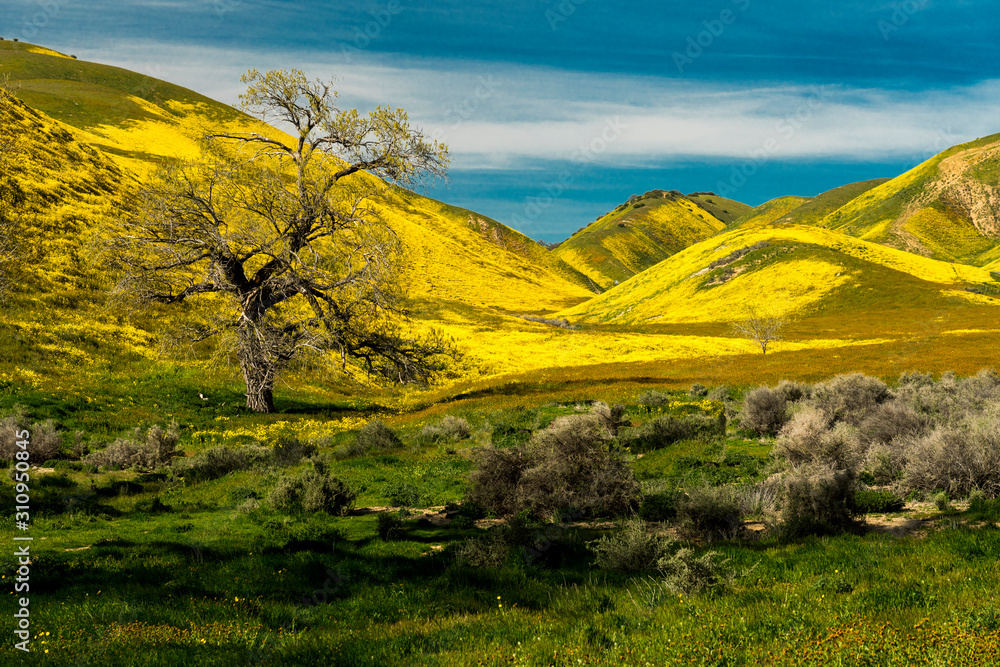 Carrizo Plain National Monument in spring 