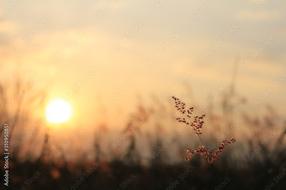Fototapeta premium The shadow of the grass flower with the soft light of the sun behind.