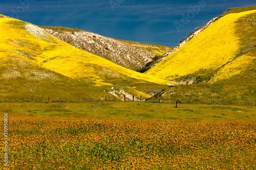 Carrizo Plain National Monument in spring 