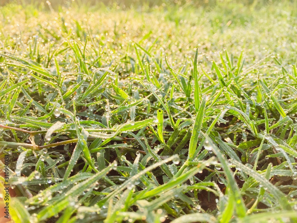 Nature Fresh Morning Background from Tropical Country Nature Fresh Morning Background from Tropical Country