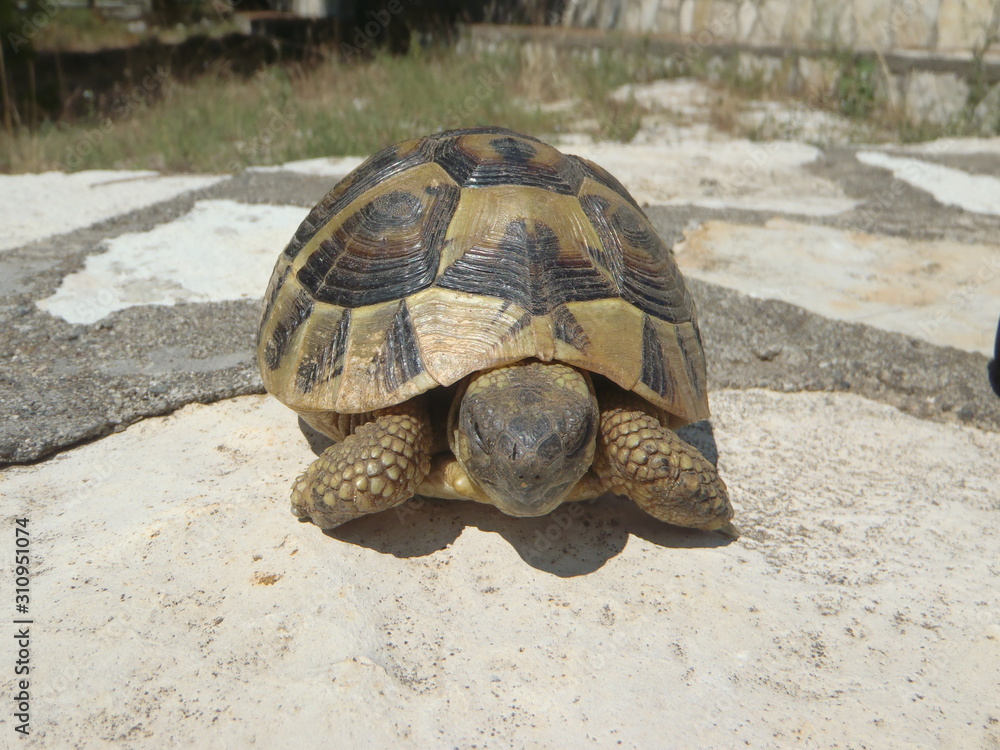 Obraz premium tortoise