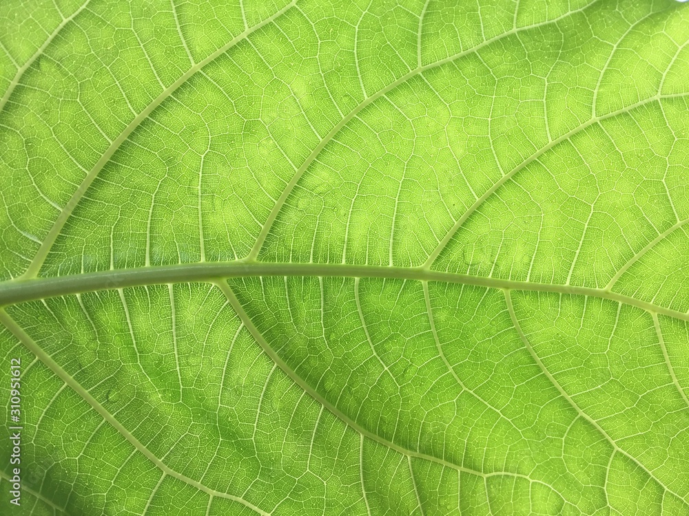 Green Leaf Fresh Morning Background from Tropical Country Green Leaf Fresh Morning Background from Tropical Country