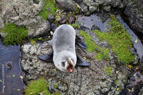 seal
