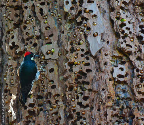 An Acorn Woodpecker, Melanerpes formicivorus, on a tree trunk with holes filled with acorns.