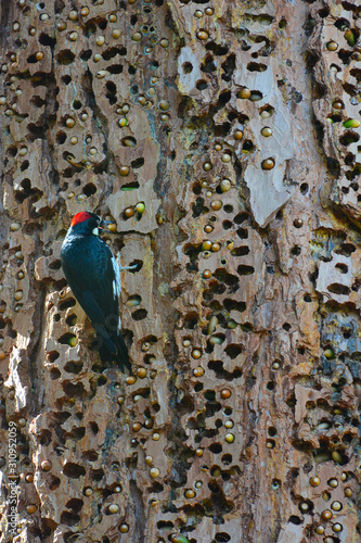 An Acorn Woodpecker, Melanerpes formicivorus, with an acorn is its beak on a tree trunk full of holes. photo