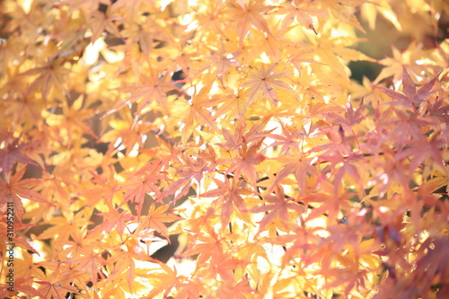 Autumnal landscape of Suizawa maple valley in the Mie Prefecture of Japan photo