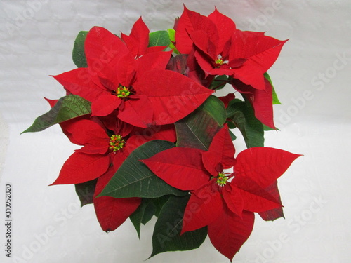 FLOR DE PASCUA