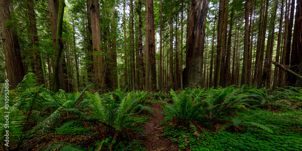 MAY 31, 2019, N CALIFORNIA, USA - Avenue of Giants and giant redwood forest along Route 101 in N California MAY 31, 2019, N CALIFORNIA, USA - Avenue of Giants and giant redwood forest along Route 101 in N California