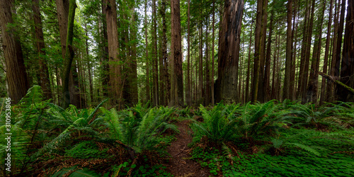 MAY 31, 2019, N CALIFORNIA, USA - Avenue of Giants and giant redwood forest along Route 101 in N California