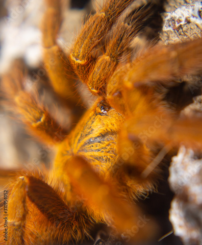 orange baboon tarantula macro close up 