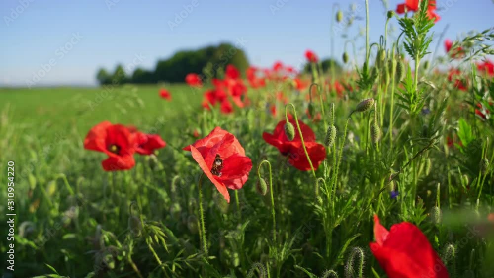 Blooming field poppies in the rising sun. Insects on wildflowers. Blooming field poppies in the rising sun. Insects on wildflowers.