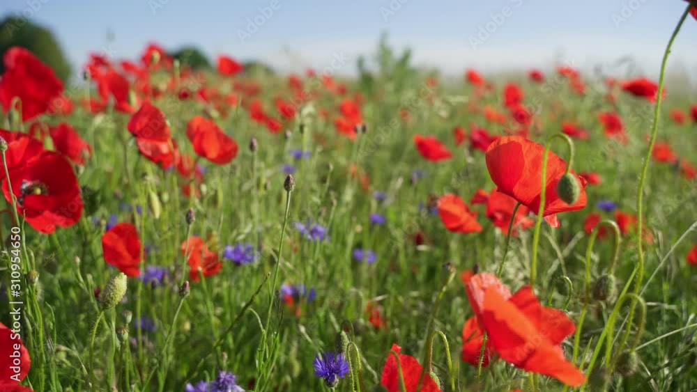 Blooming field poppies in the rising sun. Insects on wildflowers. Blooming field poppies in the rising sun. Insects on wildflowers.