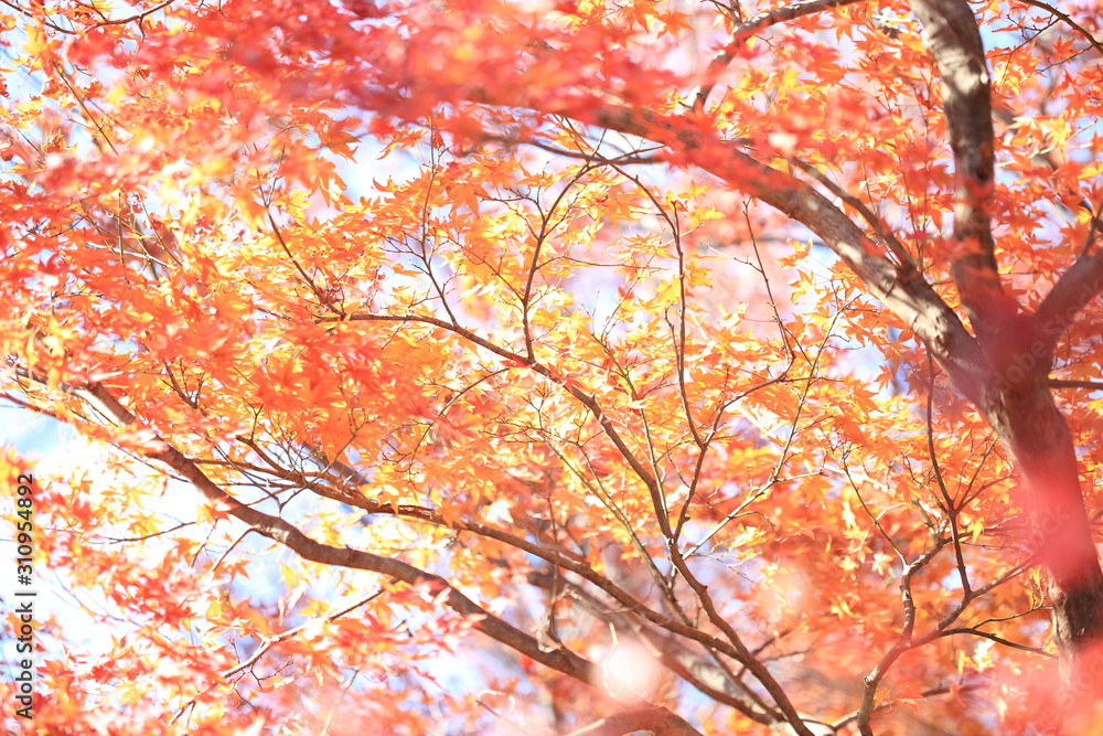 Autumnal landscape of Suizawa maple valley in the Mie Prefecture of Japan Autumnal landscape of Suizawa maple valley in the Mie Prefecture of Japan