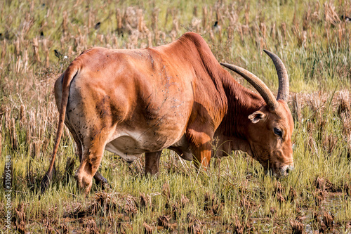 Fototapeta Naklejka Na Ścianę i Meble -  Brown bull grazes in the meadow