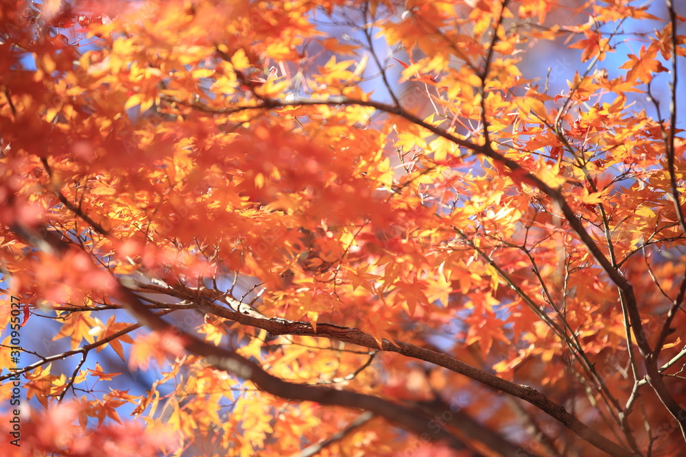 Fototapeta premium Autumnal landscape of Suizawa maple valley in the Mie Prefecture of Japan