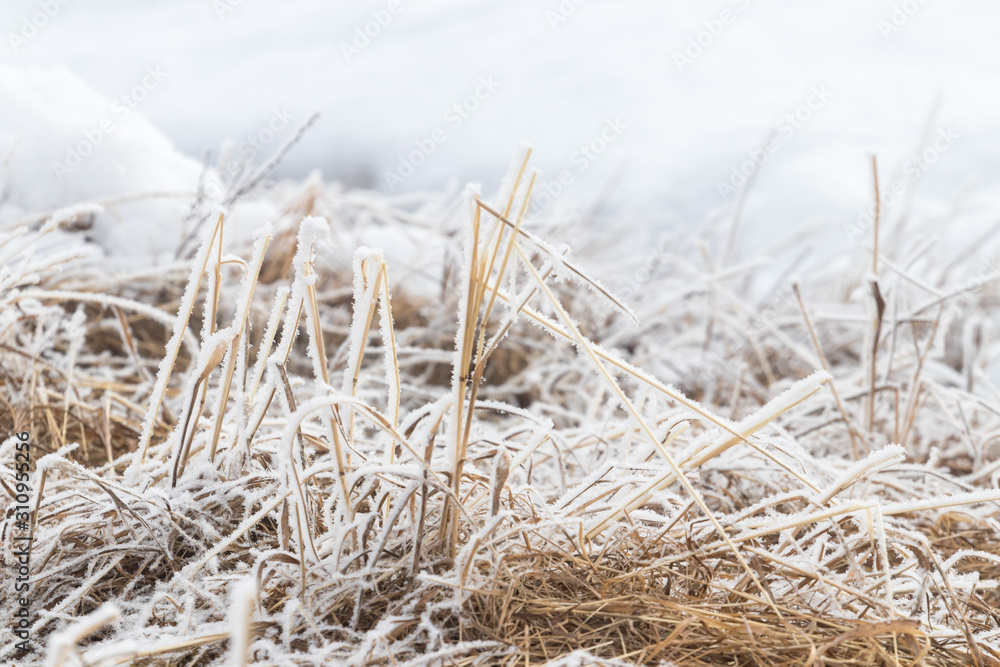 Fototapeta premium Dry yellow grass covered with frost in the morning sun