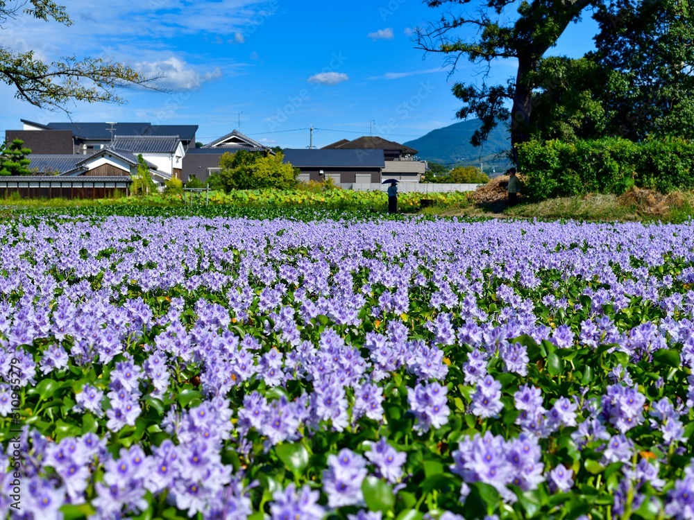 満開のホテイアオイ咲く情景＠本薬師寺跡、奈良