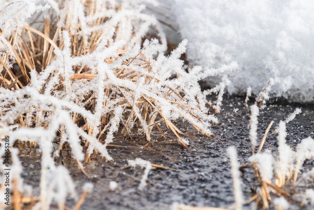 Dry yellow grass covered with frost in the morning sun Dry yellow grass covered with frost in the morning sun