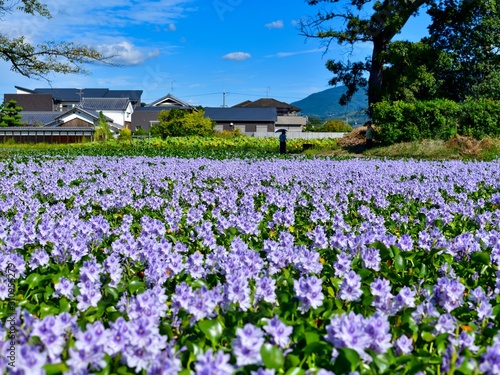 満開のホテイアオイ咲く情景＠本薬師寺跡、奈良
