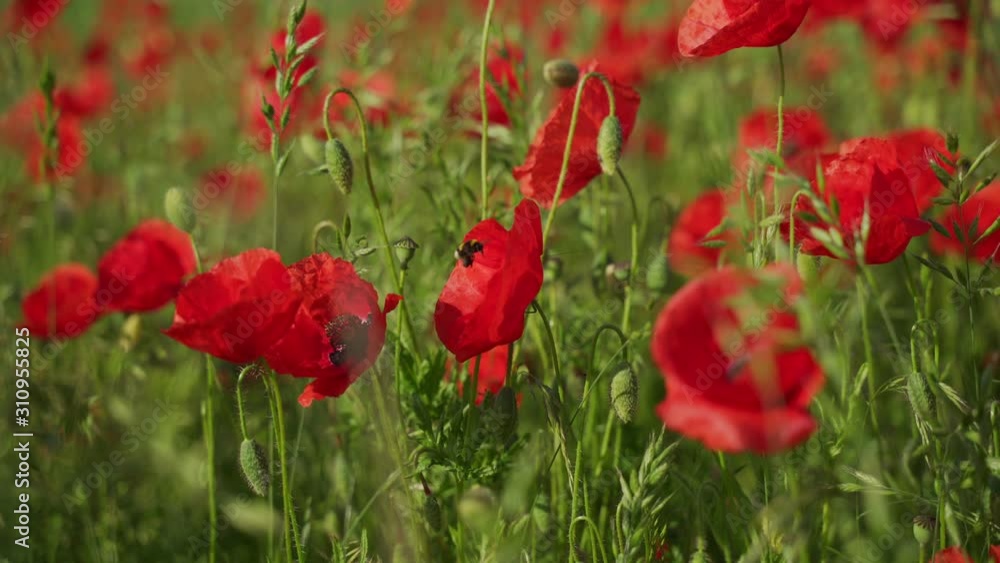 Blooming field poppies in the rising sun. Insects on wildflowers. Blooming field poppies in the rising sun. Insects on wildflowers.